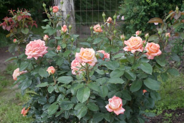 Peach Swirl™ - Bare Root - Image 5