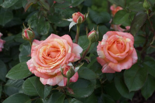 Peach Swirl™ - Bare Root - Image 4