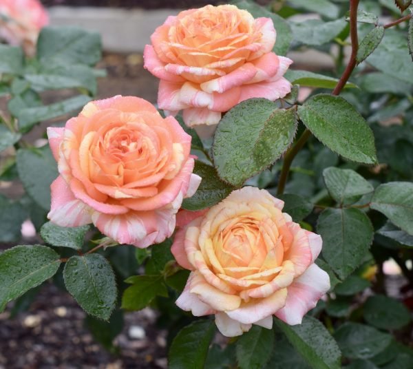 Peach Swirl™ - Bare Root - Image 2