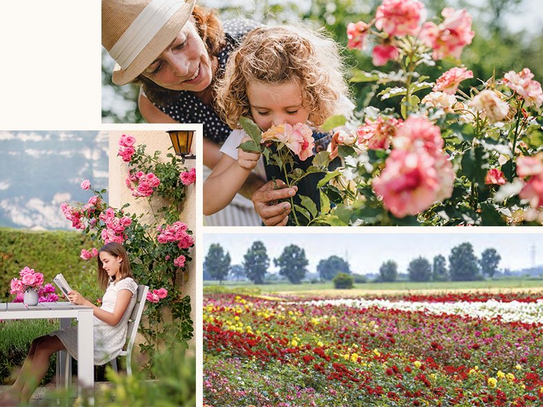 about-collage Planting roses