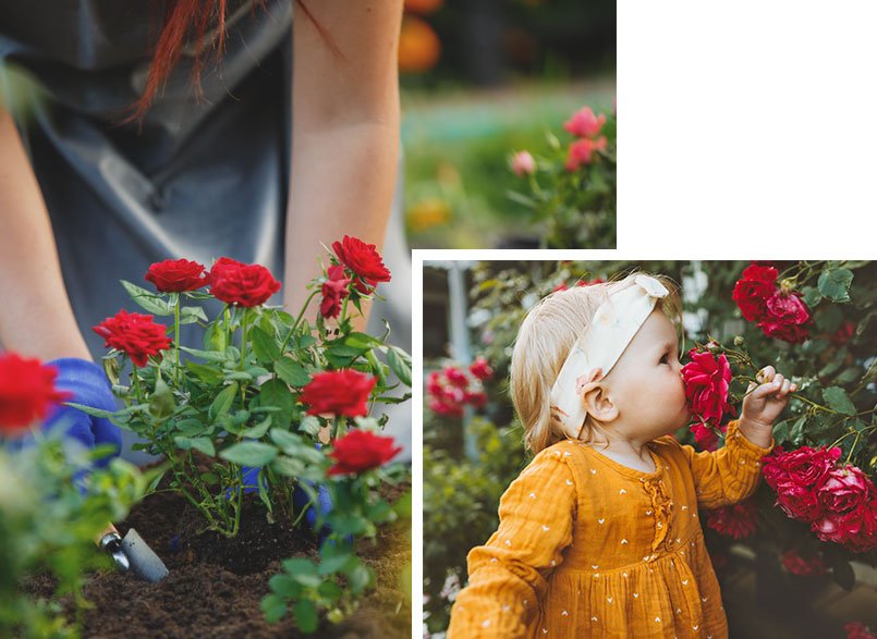 Certified Roses | Buy Rose Plants Online (Free Shipping $100+)