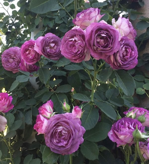 Climbing Lavender Crush™ - Bare Root - Image 2