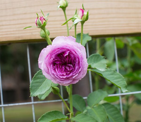 Climbing Lavender Crush™ - Bare Root - Image 4