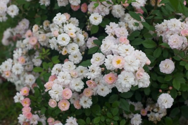 Climbing Perfume Breeze™ - Bare Root