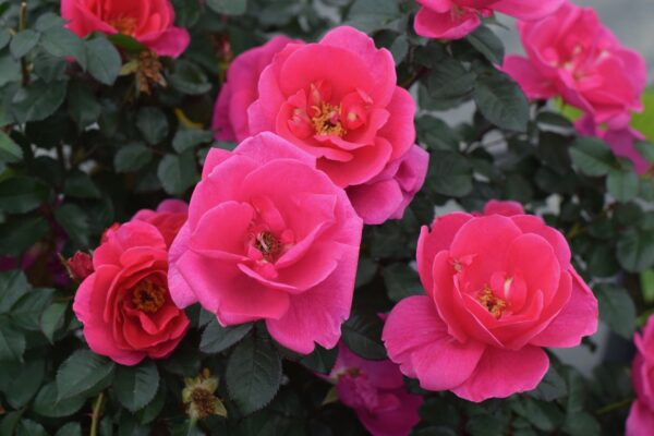 Pink Miracle™ - Bare Root - Image 5
