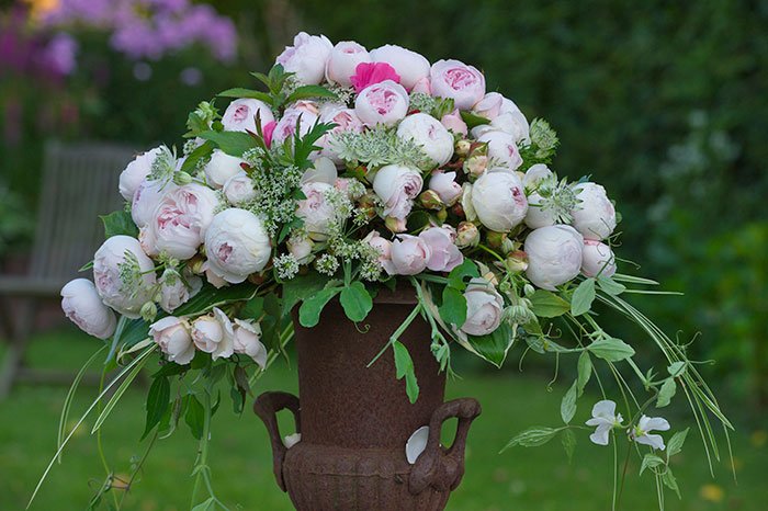 The Art of Growing Roses in Containers