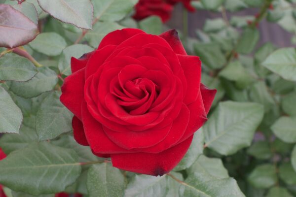 Forever Yours™ - Bare Root - Image 3