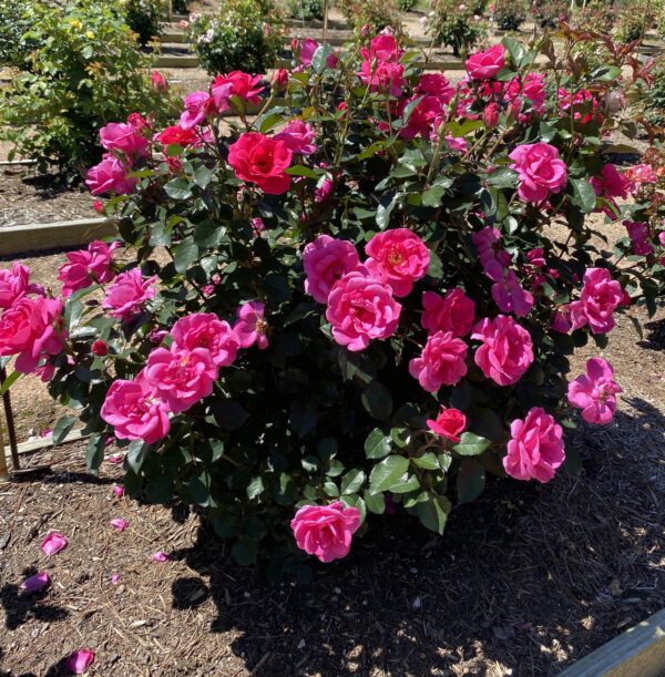 Pink Miracle™ - Bare Root - Image 4