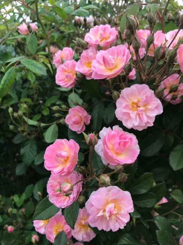 Climbing Perfume Breeze™ - Bare Root - Image 2