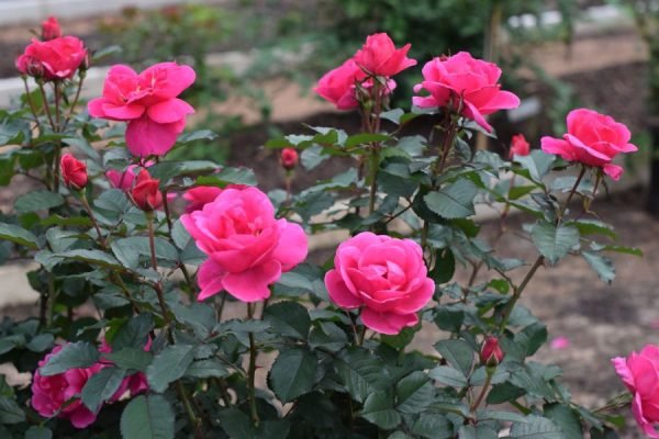 Pink Miracle™ - Bare Root - Image 2