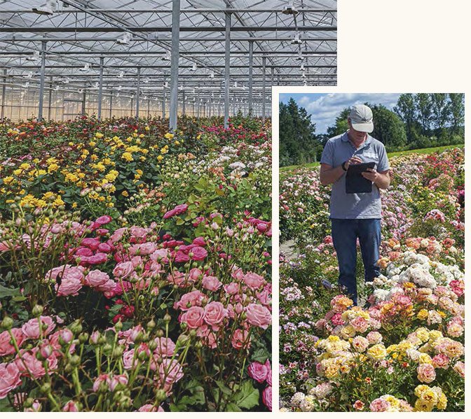 about-image-collage-2 Girl Smelling Flowers