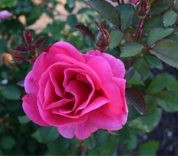 Pink Miracle™ - Bare Root