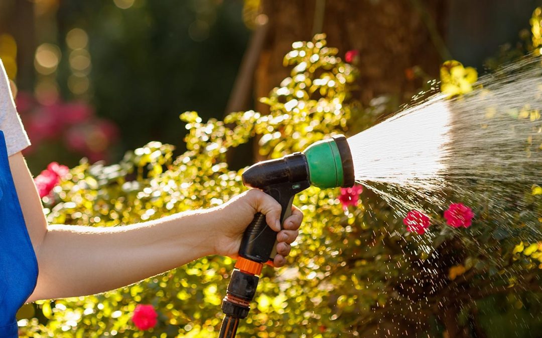 The Essential Guide to Watering Roses