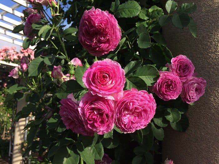 Climbing lavender crush rose for zone 6