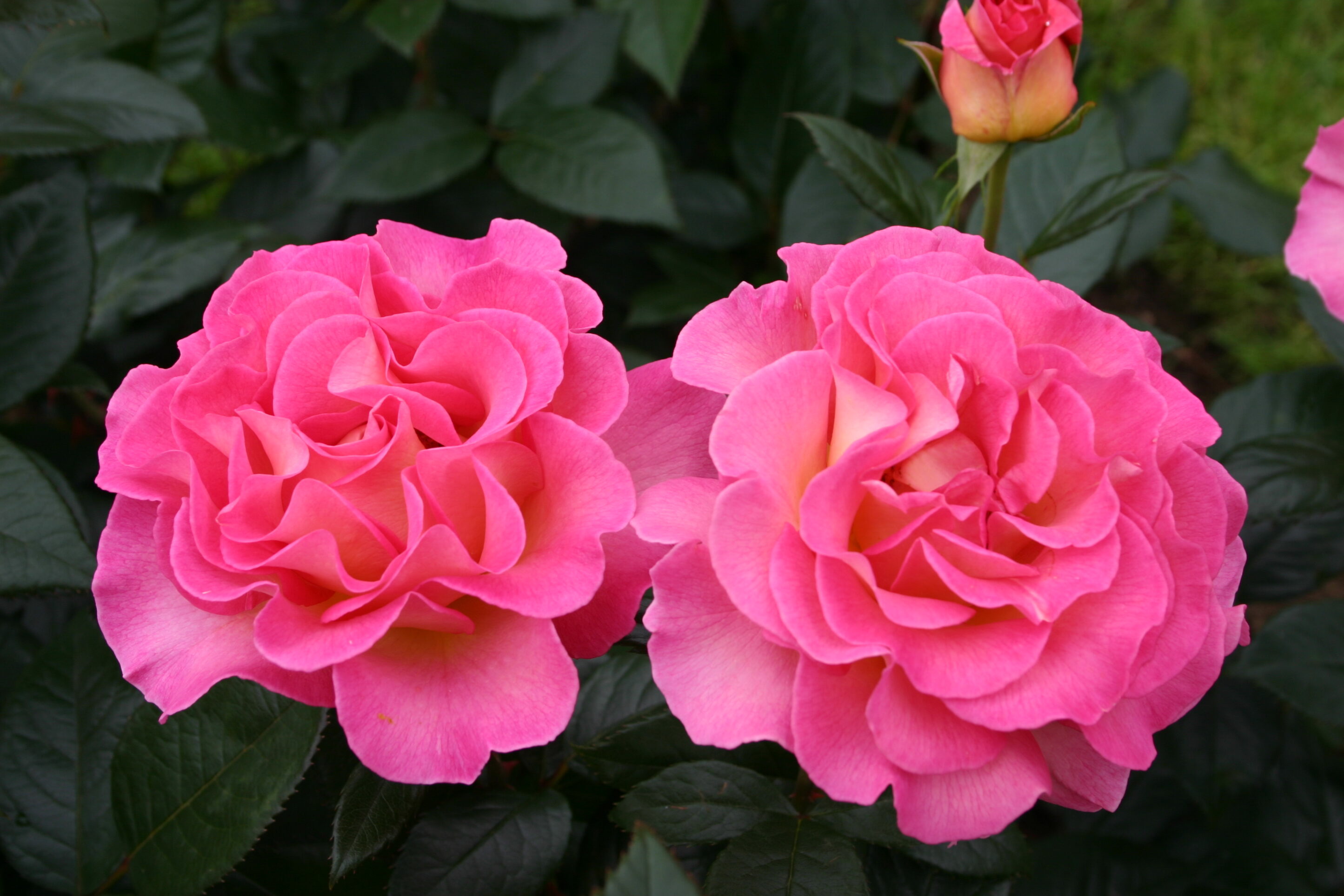 Julie Andrews rose