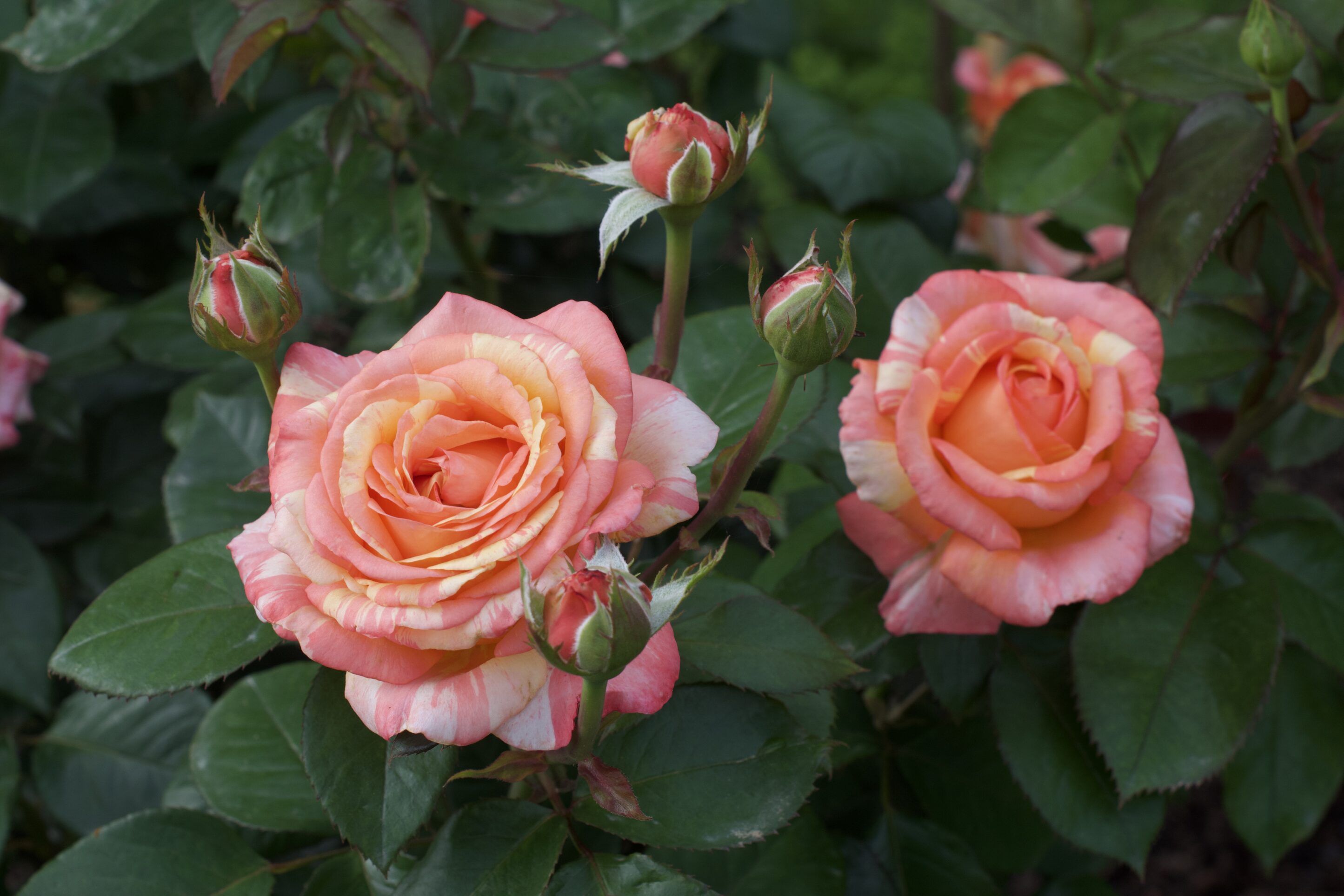 Peach Swirl rose