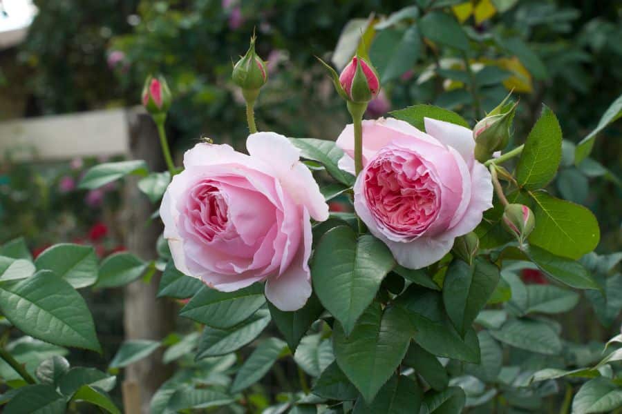 scentuous-rose