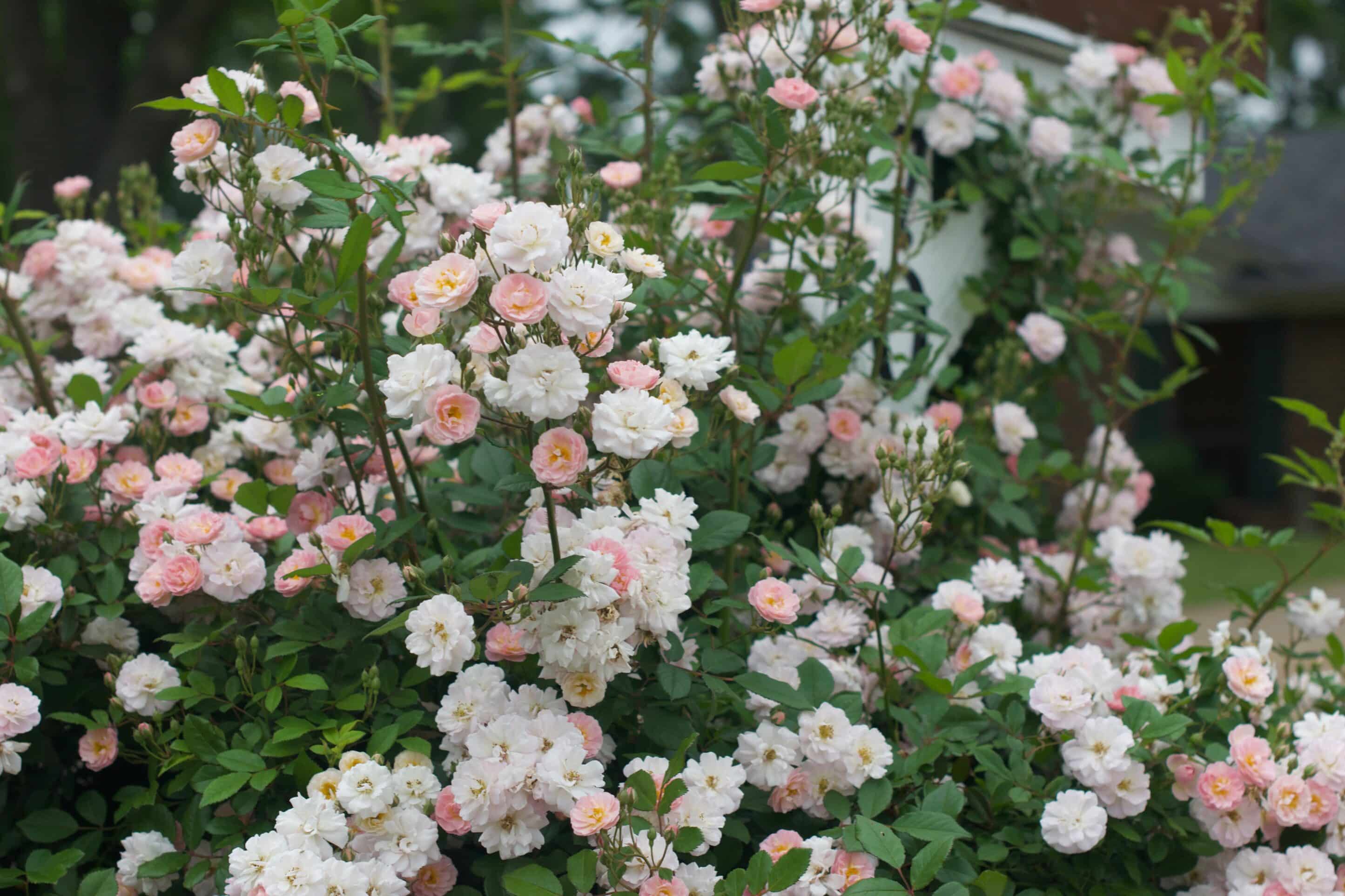 Climbing perfume breeze bare root for zone 6 and zone 7