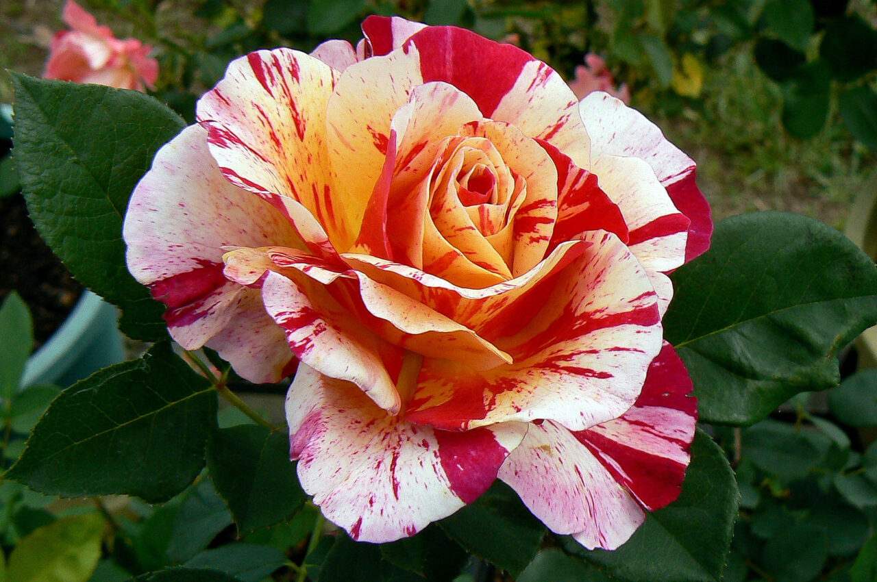 10 Perfect Roses for Zone 6 Certified Roses