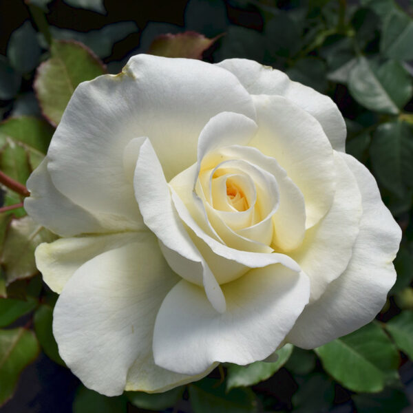 Shirley’s Bouquet™ - Bare Root