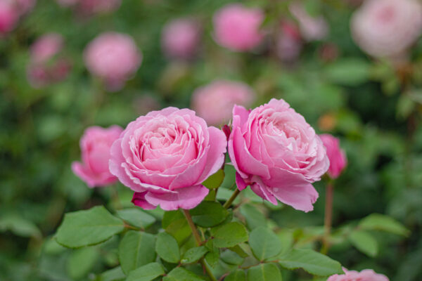 Cathedral Bells® - Bare Root - Image 3