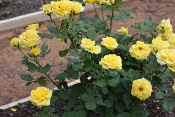 Sol Desire™ - Bare Root - Image 4