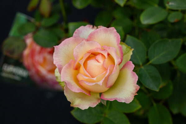 Euphoria® - Bare Root - Image 3