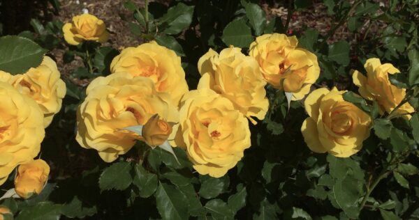 Sol Desire™ - Bare Root - Image 2