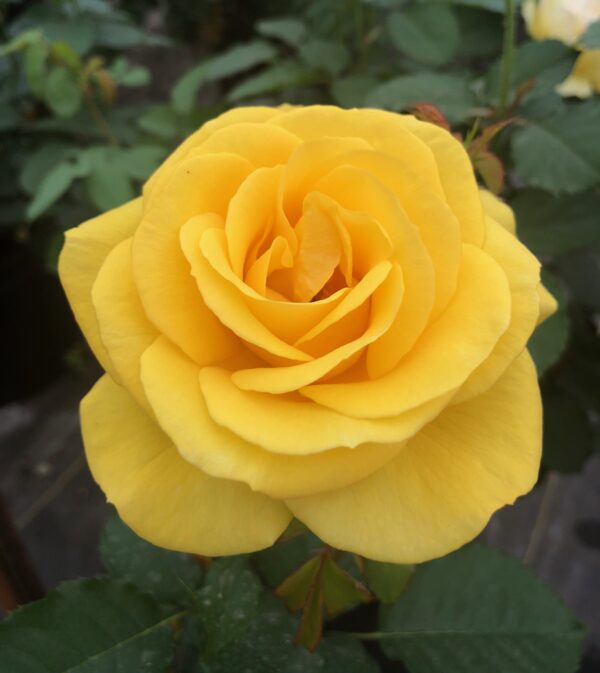 Sol Desire™ - Bare Root - Image 3