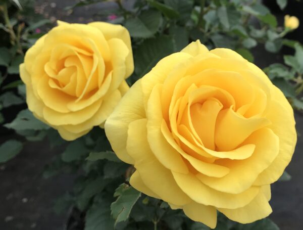 Sol Desire™ - Bare Root