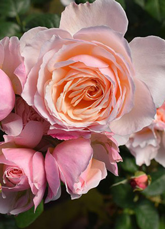 Beautiful white and pink rose