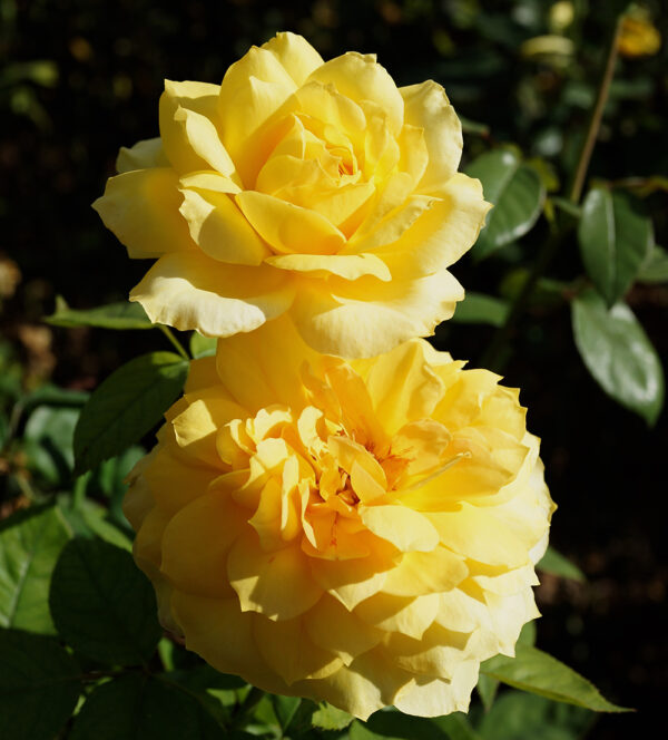 Gold Glow - Image 3