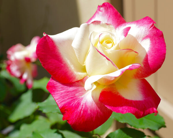 Double Delight - Image 3