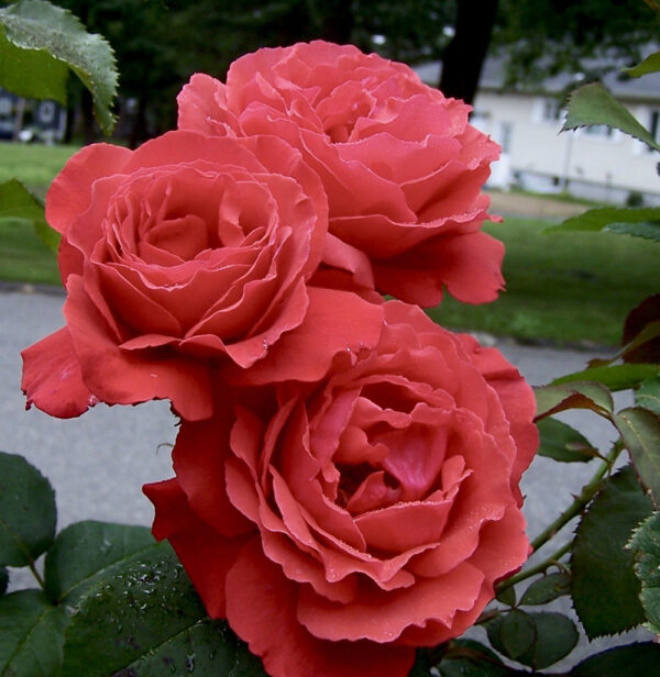 Fragrant Cloud - Image 2