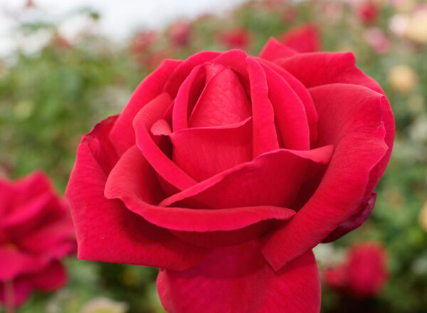 Red Masterpiece - Image 3