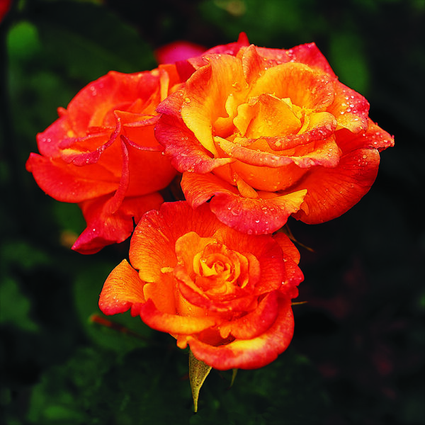 Rio Samba™ - Image 2
