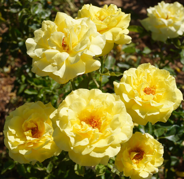 Sunsprite - Image 2