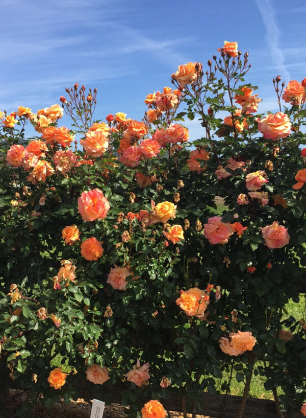 Climbing Tangerine Skies™ - Image 2