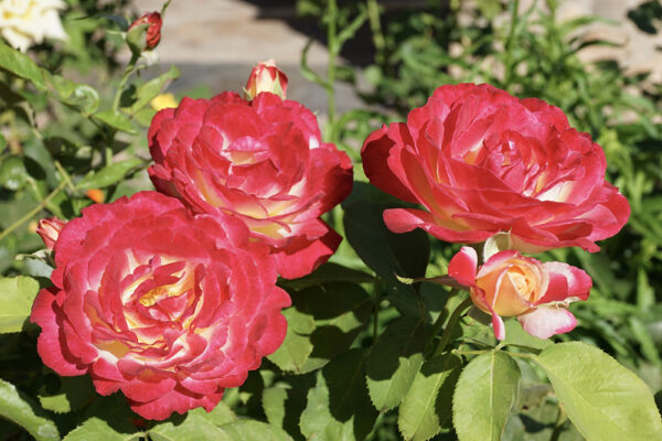 Double Delight - Image 2