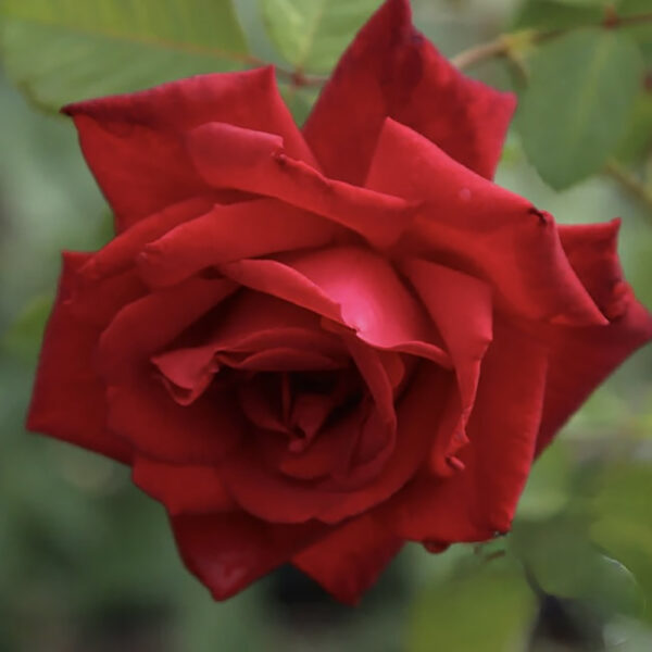 Red Masterpiece - Image 2