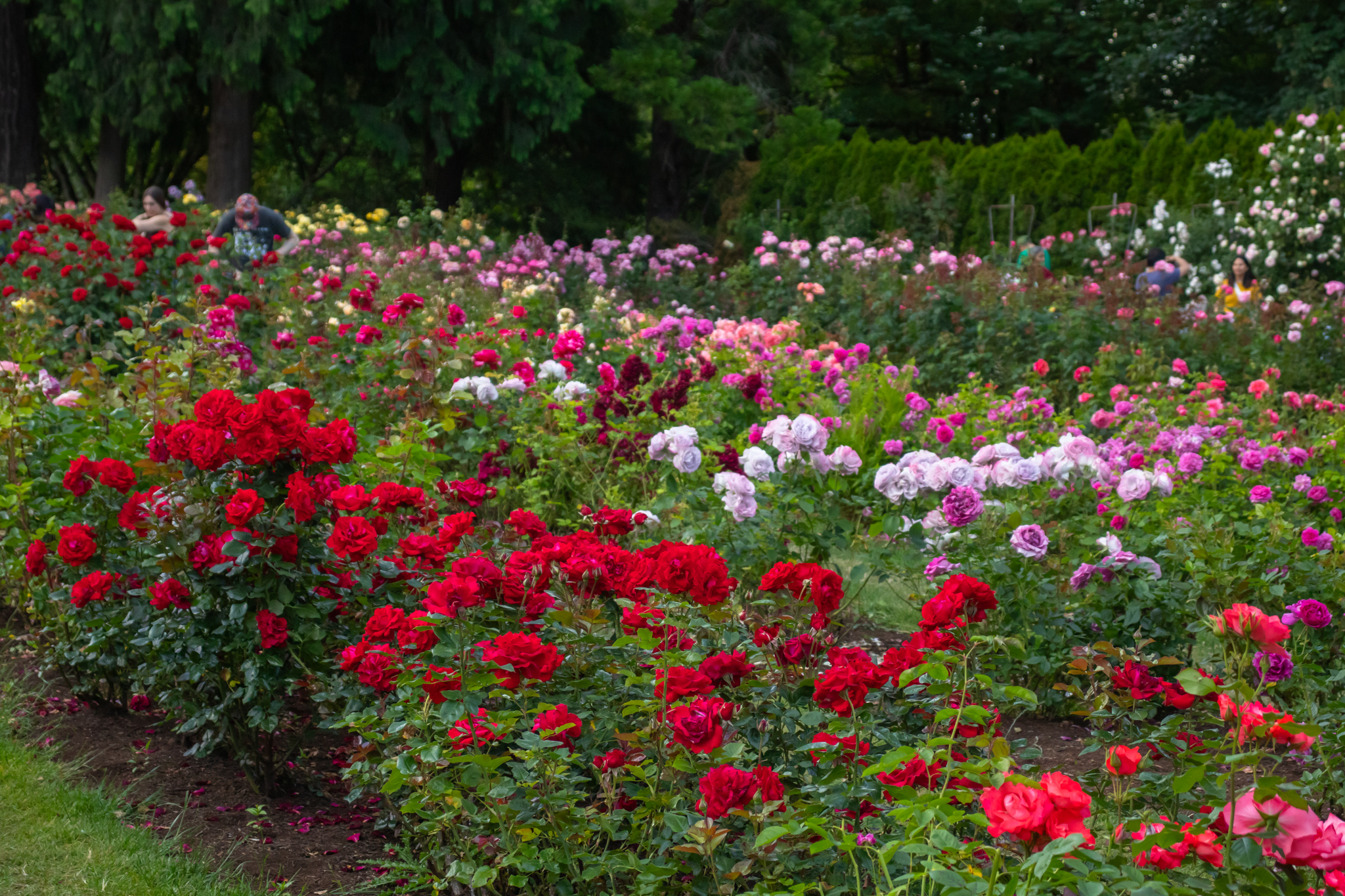 PortlandRoseGarden_Evening-42 copy promo banner